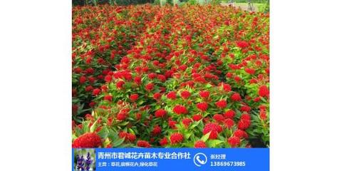 鸡冠花品种,鸡冠花,青州市君诚花卉苗木
